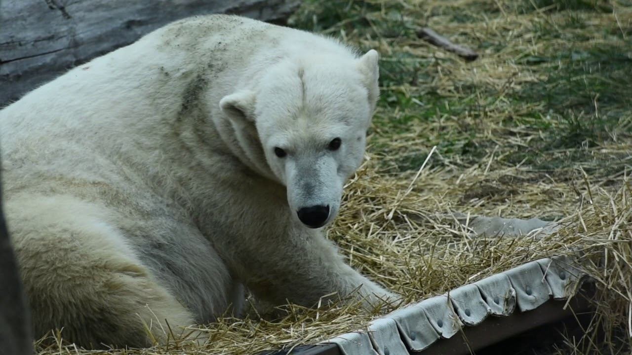 The Conservation Benefits Of Zoos