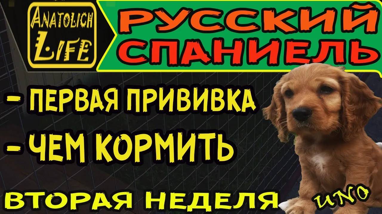 Русский Охотничий Спаниель! Чем кормить щенка. Первая прививка. смотреть онлайн