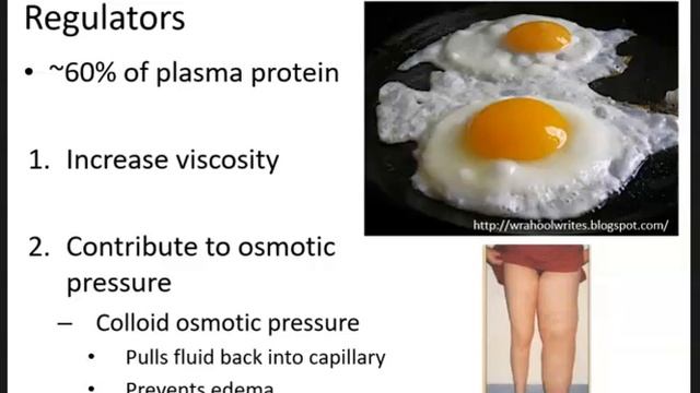Human Physiology Lecture- Blood Pt 1