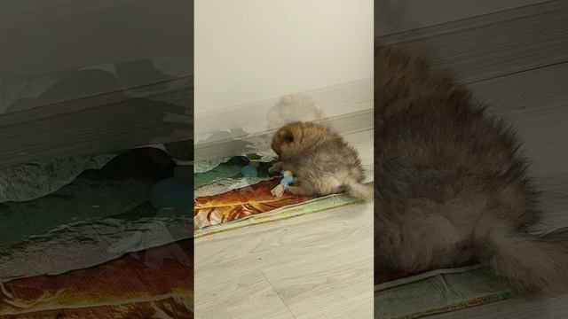 🐾🐾🐾💖💖💖🥰🥰🥰 смотреть онлайн