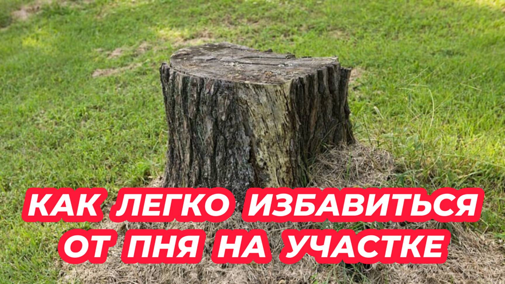 Метод удаления пня без корчевания. 6 способов избавиться от пня на участке смотреть онлайн