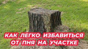 Метод удаления пня без корчевания. 6 способов избавиться от пня на участке