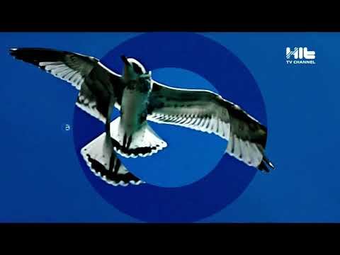 Рекламные заставки Hit TV  лето 2019