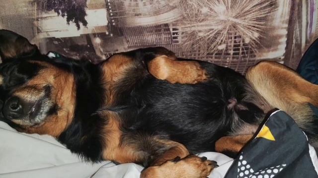 УСТАЛ, ОТДЫХАЕТ 😁 смотреть онлайн