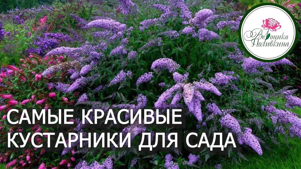 САМЫЕ КРАСИВЫЕ КУСТАРНИКИ ДЛЯ САДА смотреть онлайн