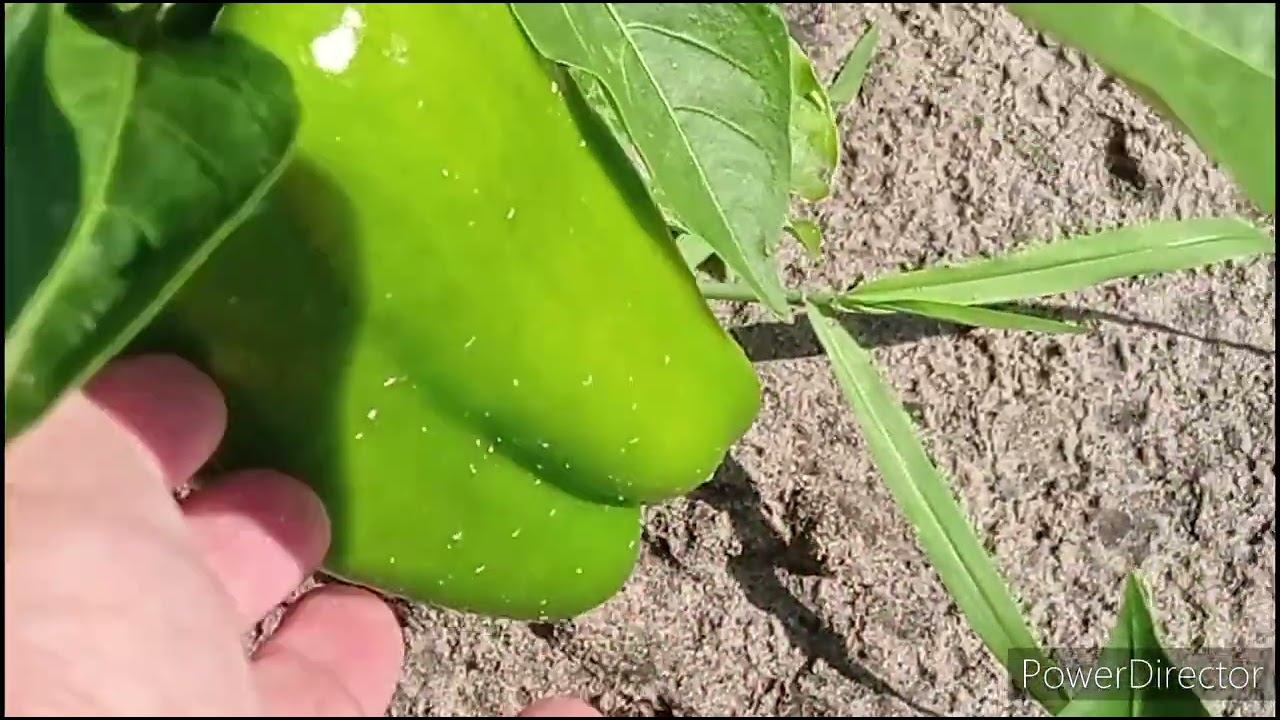 Мои цветы и огород на 1августа🌹🌺🍅🍆🫑 смотреть онлайн