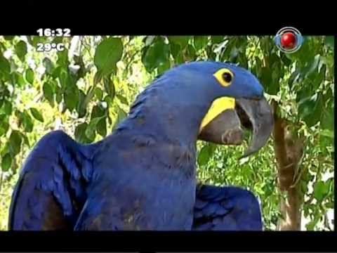 Naturaleza Paraguay 29 12 2012 смотреть онлайн