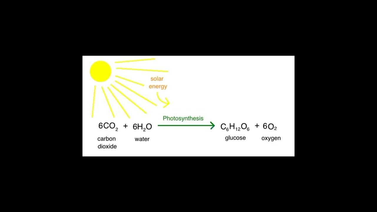 photosynthesis смотреть онлайн