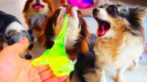 Разрезали антистрессы и сделали слайм 😳