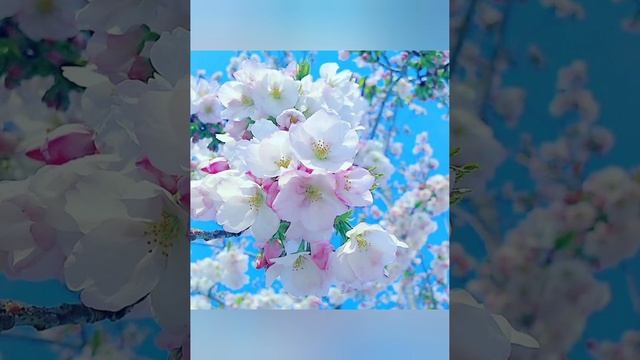 Времена года. А. Вивальди. Весна. смотреть онлайн