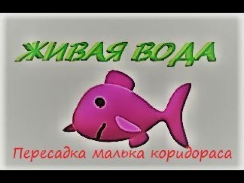 Пересадка мальков коридорасов крапчатых сомов из нерестовиков в малявочник смотреть онлайн