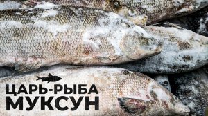 Муксун: царь-рыба Крайнего Севера