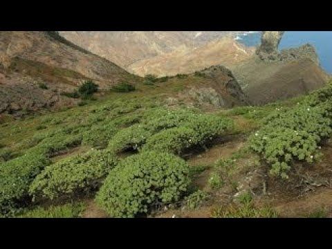 Saint Helena – wirebird conservation смотреть онлайн