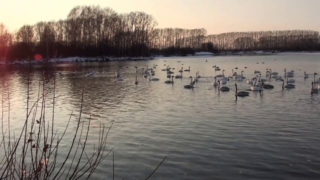 Лебеди 2015 смотреть онлайн