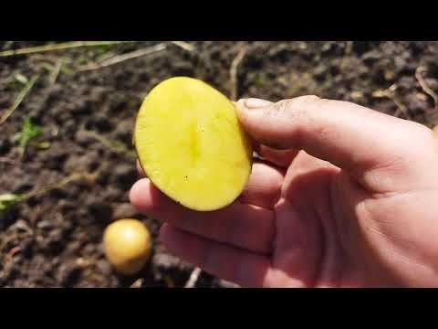 Характеристика картоплі сорту Сорая. смотреть онлайн