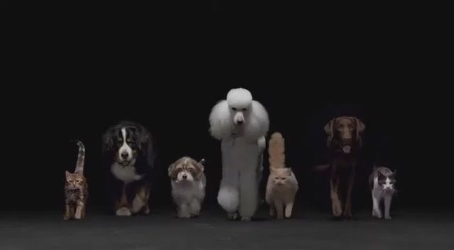 Crave - корм для домашних животных смотреть онлайн