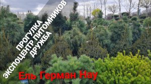 Ель Герман Нау. Прогулка по питомникам растений в Дружбе.
