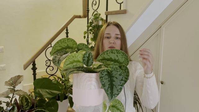 №64. Растения, которые могут расти при слабом освещении. смотреть онлайн