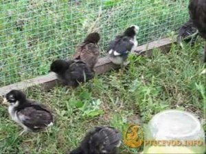 Bantam with chickens. Бентамка с цыплятами.