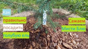 Как правильно посадить голубую ель. Сажаем голубые ели Мисти Блю