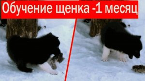 Обучение щенка лайки. ч1