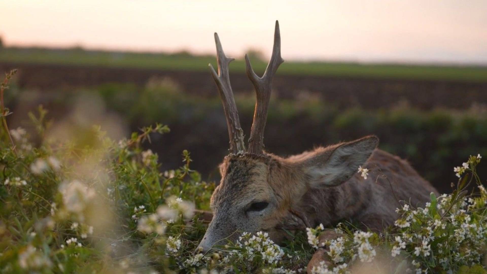 Весенняя охота на самца косули в Республике Беларусь смотреть онлайн