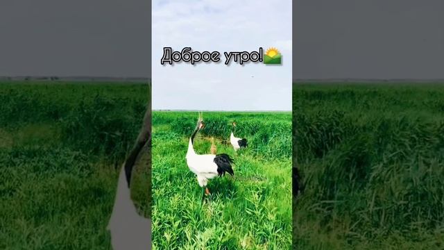 Доброе утро!🌄.mp4 смотреть онлайн