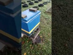 Изоляция маток по Малыхину,прошло 2 месяца результат!!!