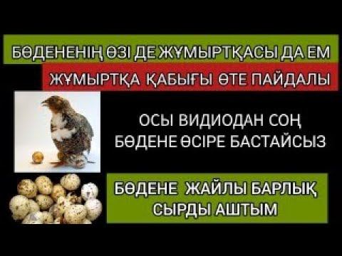 ДЕНЕҢІЗДЕГІ БАРЛЫҚ АУРУҒА ЕМ! БӨДЕН ЖҰМЫРТҚАСЫНЫҢ ҚАБЫҒЫ | Табиғи ем #халықемі #табиғием #қазақша смотреть онлайн