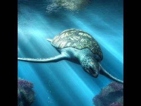 Minecraft| Saving Aquatic Creatures (ZAWA ModShowcase) смотреть онлайн