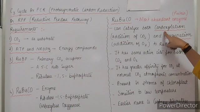 C 4; L 5; Photosynthesis : Dark Reactions - Calvin cycle (C3 Cycle) смотреть онлайн