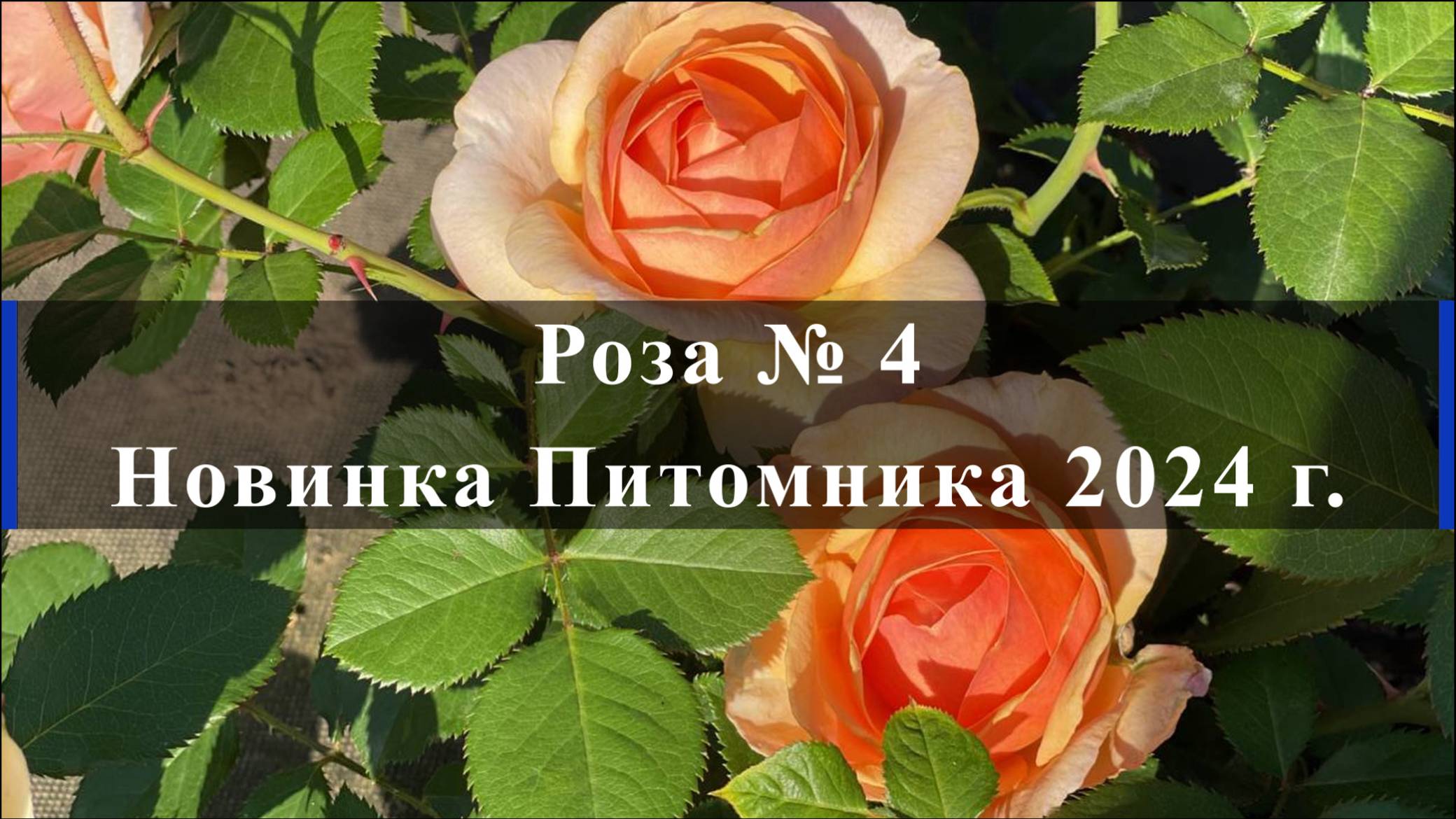 Роза № 4. Новинка Питомника 2024 г. смотреть онлайн