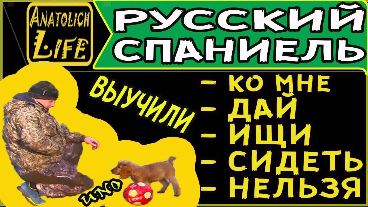Русский Охотничий Спаниель! Дрессировка собак. смотреть онлайн