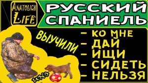Русский Охотничий Спаниель! Дрессировка собак.
