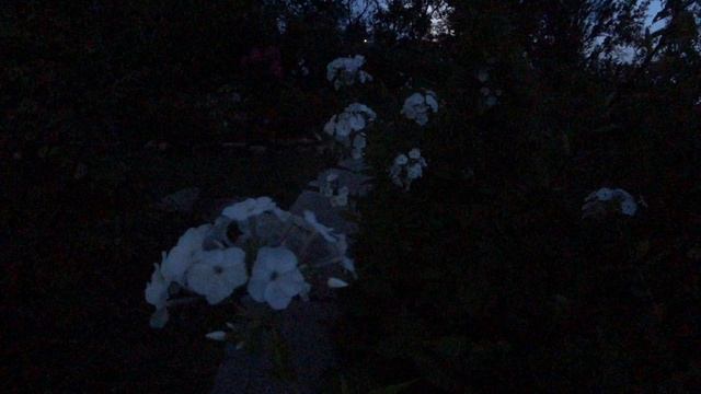 ВЕЧЕРНИЙ ВЫЛЕТ БРАЖНИКА.