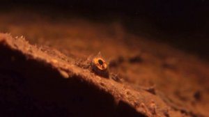 Необычное земноводное — суринамская пипа.