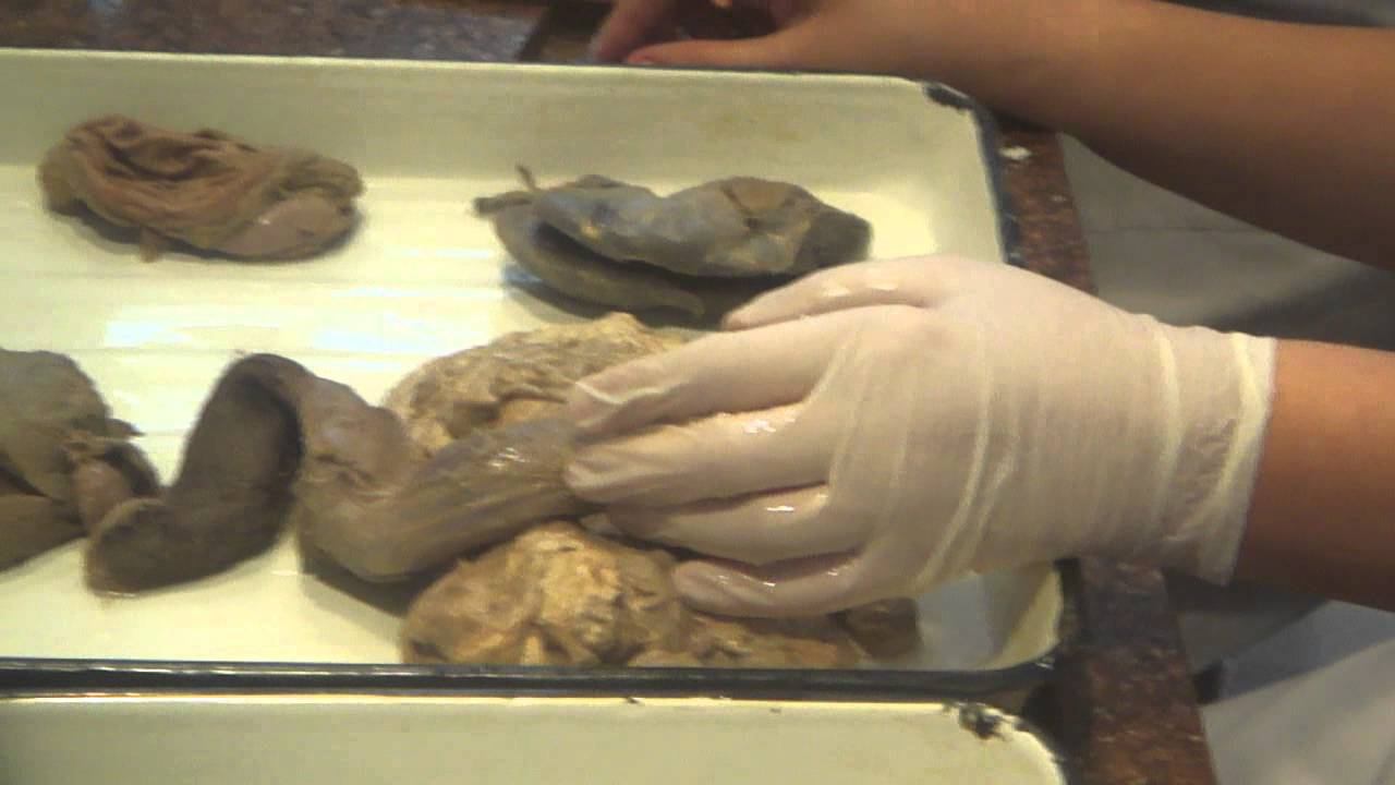Anatomy Urogenital & Respiratory 2_1 смотреть онлайн