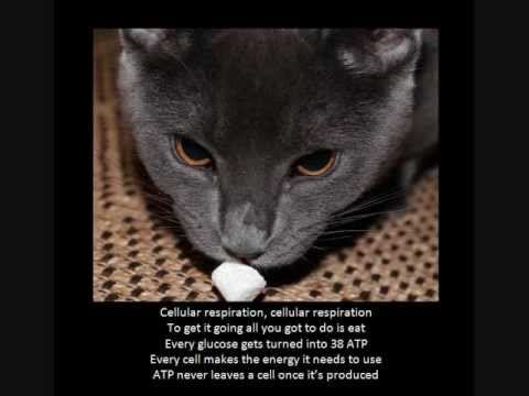 Cellular Respiration Rap смотреть онлайн