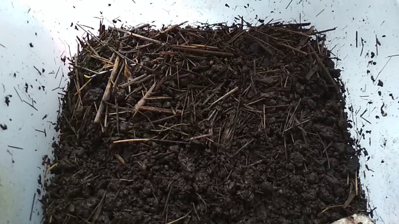 Результаты опыта с варёным сеном для дендробены смотреть онлайн