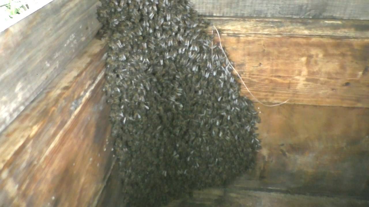 Как я исправлял трутовочную семью пчел смотреть онлайн