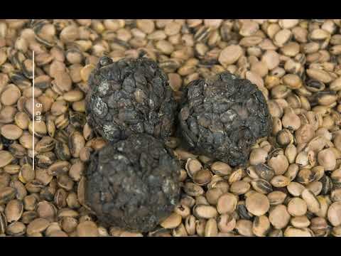 Sumbala | Wikipedia audio article смотреть онлайн