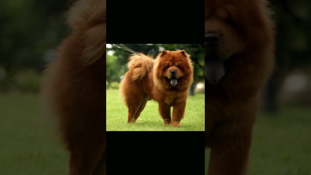 chow chow small dog to very big dog #short video смотреть онлайн