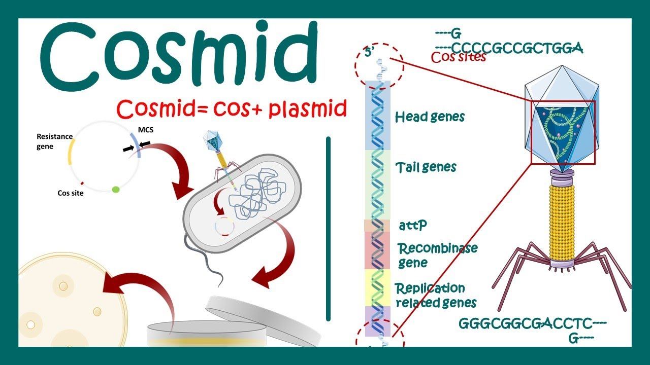 Cosmids | What are cosmid vectors? | What is the difference between plasmid and cosmid? смотреть онлайн
