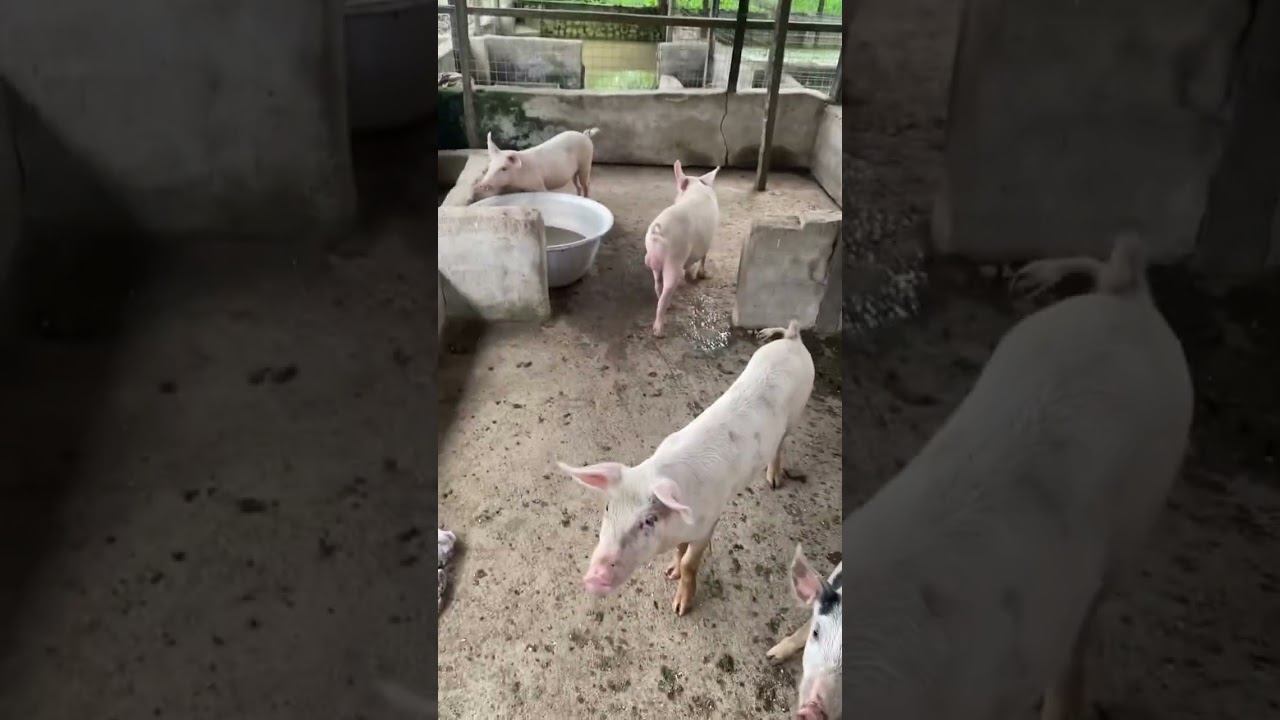 #zerowaste #poultryfarming #fishfarming #pigfarmvideo смотреть онлайн