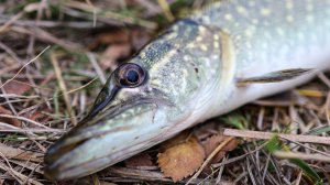 Сколько тут щук? С микроджигом всегда весело 🤣 Ловчая приманка 👍