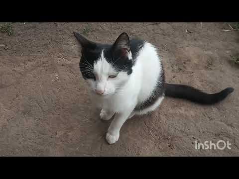 Котик. Наш кот Пушок! смотреть онлайн