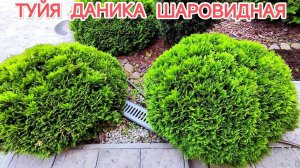ТУЙЯ ДАНИКА ШАРОВИДНАЯ / Ландшафтный дизайн во дворе дома