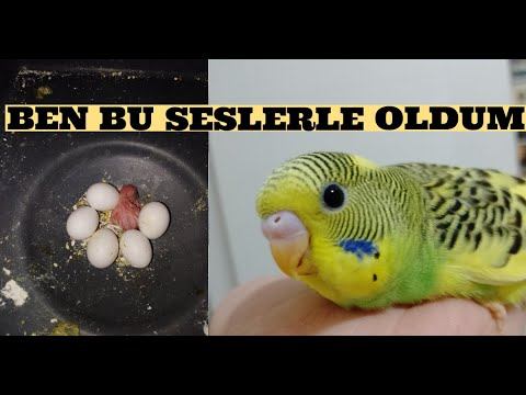 Muhabbet Kuşu Sesi & Budgie Sound