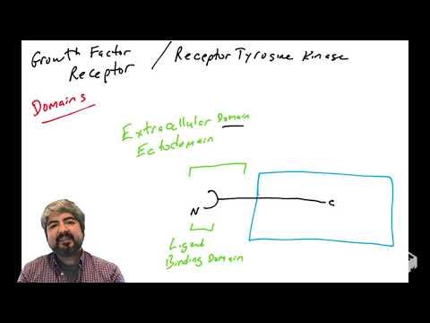 Receptor Tyrosine Kinases (RTKs) - part 1: Domains смотреть онлайн