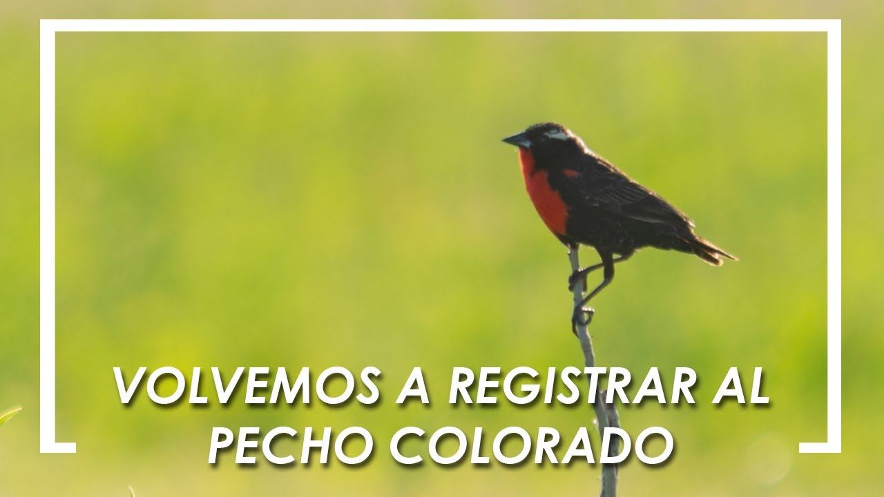 🐦🐦 Luego de 3 años volvemos a registrar al PECHO COLORADO - Buscando Fauna en PUNTA INDIO 🐦🐦 смотреть онлайн